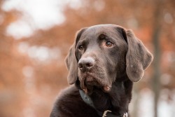 A curious chocolate labrador dog looking directly at the camera.