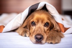 Close-up of a cute English Cocker Spaniel puppy wrapped in a blanket.