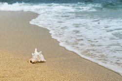 A close-up of a seashell resting on wet sand at the beach.